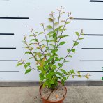 Mandľa trojlaločná (Prunus triloba)  ‘ROSEMUND’ – výška 30-40 cm, kont. C2L 